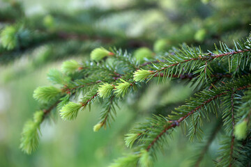 Fototapeta premium Young sprouts on green needles in the summer