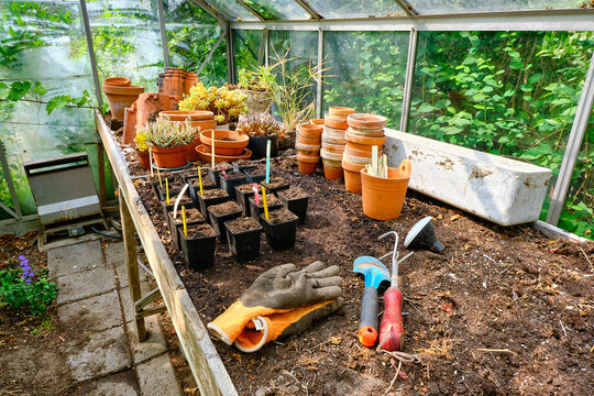 Small pots with plugs on a table for planting plant seeds in glass greenhouse. Vegetables or hurbs for kitchen garden on the window. Colorfull pots.