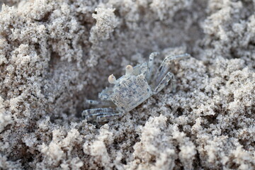 crab on the beach