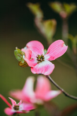 Fototapeta na wymiar Pink flower - macro detail