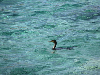Obraz premium bird dive