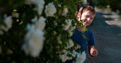 Naklejka na ściany i meble A child smiles at the camera as he looks out from behind a rose Bush in the garden