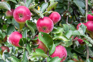 Fresh red juicy apples in organic garden