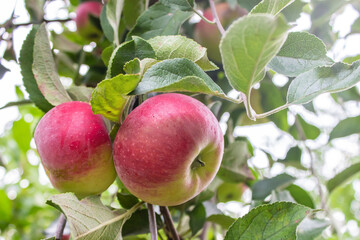 Fresh red juicy apples in organic garden