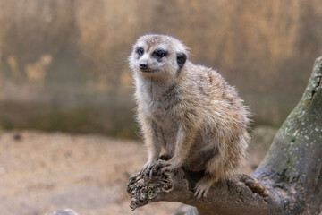 Meerkat sitting erect and fallen tree trunk and watching what is happening