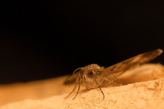 moth fly close up ohoto