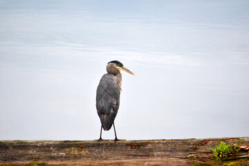 Heron Water 03
