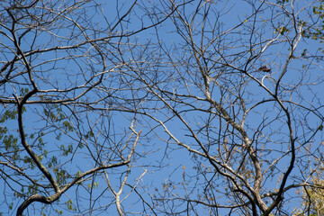 Abstract tree limbs against the sky