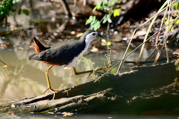 great crested grebe