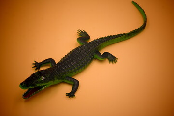 lizard on black