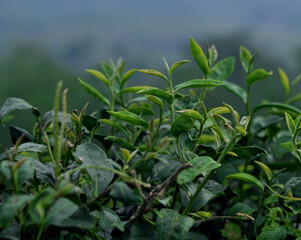 green tea leaves