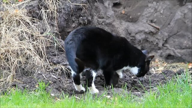 male cat cleaning his bowel movements with sand
