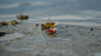 Ghost crabs (Ocypode kuhlii) are semiterrestrial crabs of the subfamily Ocypodinae. They are common shore crabs in tropical and subtropical regions throughout the world.