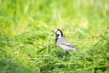 White wagtail (Motacilla alba).