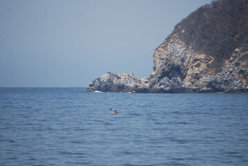 kayak and a turtle on the sea