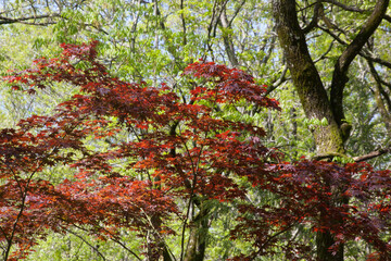 Red Maple leaves in the sunshine