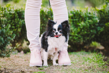 dog sitting at owners feet. Close up of chihuahua dog. Chihuahua dog guards the owner. Female legs and little funny long hair dog, black and white color in the park. theme friendship man and animal