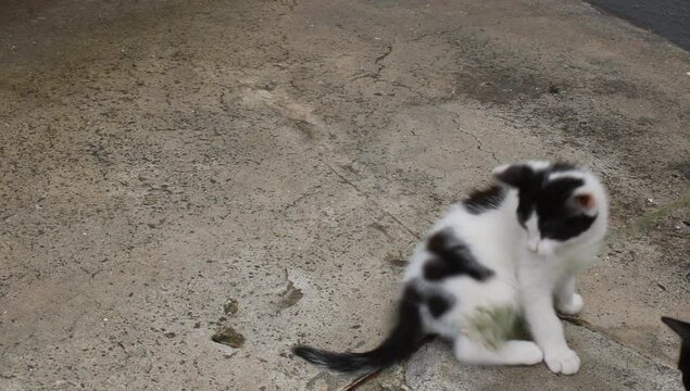  blanco jugando 