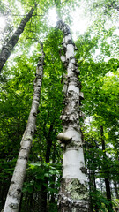 birch trees