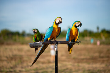 Fototapeta na wymiar blue and gold macaw