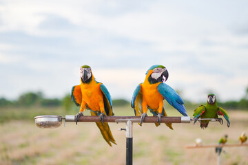 Fototapeta na wymiar blue and yellow macaw