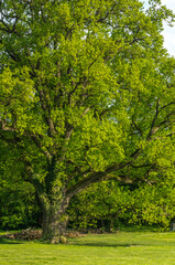 Fototapeta na wymiar old big oak in the park