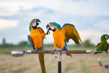 blue and gold macaw