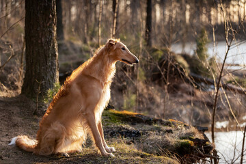 Naklejka premium Puppy borzoi walks outdoor at summer day