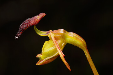 Australian wildflower: Flower of the rare Flying Duck Orchid, Paracaleana nigrita, a native terrestrial orchid species flowering in spring in Southwest Western Australia
