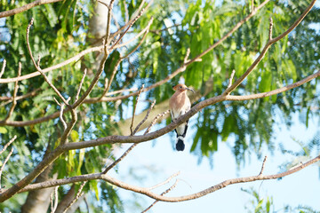 Magpie on a branch
