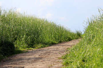 Path in a summer meadow overgrown with tall grass. Sunny day in the countryside, rural landscape