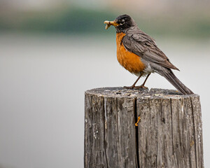 A greedy robing with two grubs.