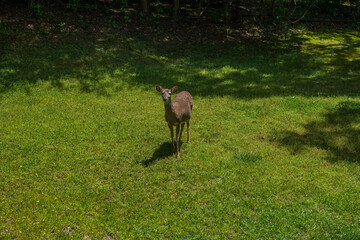 Pregnant whitetail deer doe