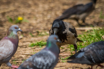 crow looking for food in a city park on a hot summer day