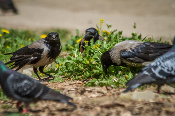 crow looking for food in a city park on a hot summer day