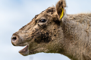 cows grazing on pasture.