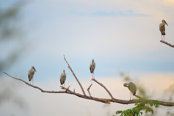 Asian openbill on the dead tree