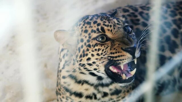 Aggressive leopard in an ecopark, growls and defends the territory, close-up portrait, shooting through cage