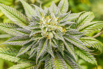 Cannabis Plant close up