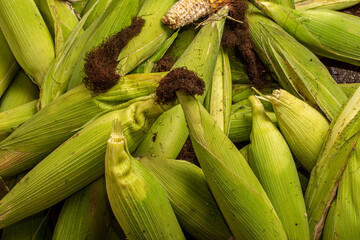 Fresh corn on cobs, closeup. Sweet corn ears background.