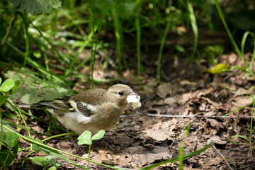 the little sparrow snatched a piece of bread