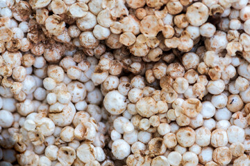 close-up of polystyrene balls, abandoned in nature.