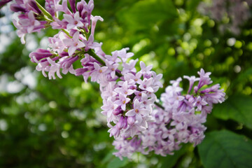 lilac flowers bloomed in the summer garden