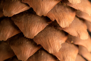 Pineapple texture with its marked triangles