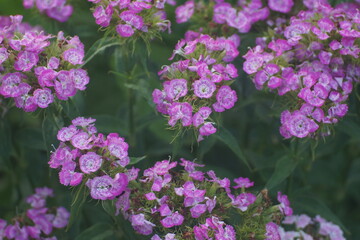 Obraz premium Glade with flowers of Turkish carnation