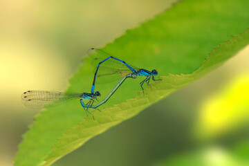 Blue tiny dragonfly sitting on leaf