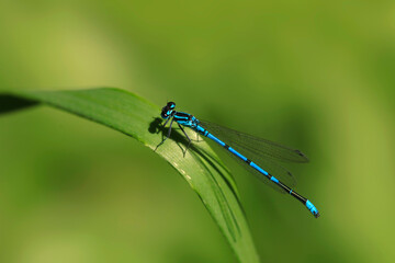 Blue tiny dragonfly sitting on leaf