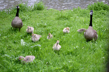 Fototapeta premium Canada Goose Family