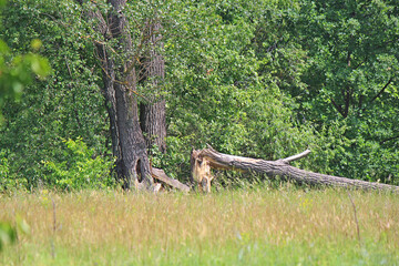 consequences of a severe hurricane in a city park
