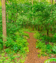 Obraz premium A refreshing lush forest with a pathway invites us to Michigan.